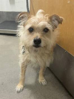 JELLY -  Yorkshire Terrier and Mixed Breed Dog for Adoption - JELLY | PetCurious