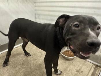 RORRY -  Pit Bull Terrier Dog for Adoption in San Bernardino, California - RORRY | PetCurious