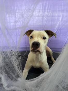 Windy -  Pit Bull Terrier Dog for Adoption in Chickasha, Oklahoma - Windy | PetCurious