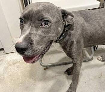 A660956 -  Pit Bull Terrier Dog for Adoption in Houston, Texas - A660956 | PetCurious