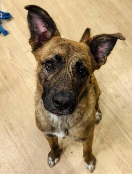 Dutch Shepherd Dogs Available for Adoption - Pippa | PetCurious