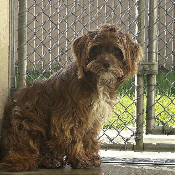 Terrier Dogs Available for Adoption - Trix | PetCurious