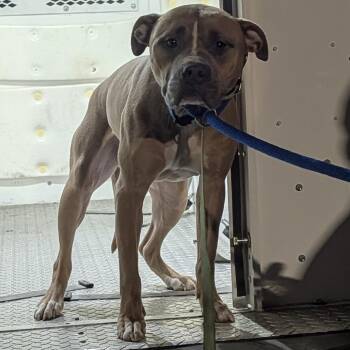 Bonsall -  Mixed Breed Dog for Adoption in Philadelphia, Pennsylvania - Bonsall | PetCurious