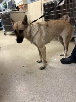 PORSHA -  German Shepherd Dog Dog for Adoption in Riverside, California - PORSHA | PetCurious