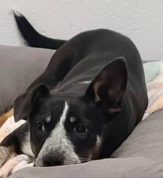 Australian Cattle Dog Blue Heeler Dogs Available for Adoption in Harrodsburg, Kentucky - Mindy | PetCurious