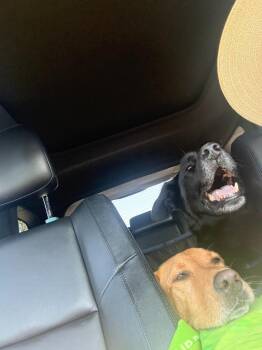 Nanook -  Labrador Retriever and Husky Dog for Adoption in Liverpool, New York - Nanook | PetCurious