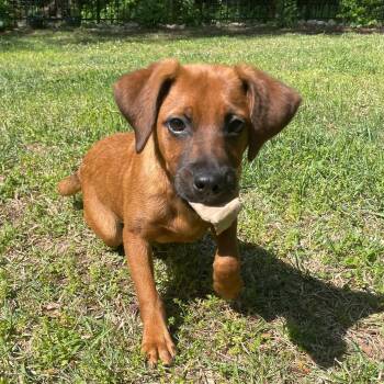 Spaniel and Hound Dogs Available for Adoption in Fuquay-varina, North Carolina - RUGER | PetCurious