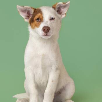 AAD Upcoming Arrival!  Patriot - 26108 -  Australian Shepherd Dog for Adoption in Armonk, New York - AAD Upcoming Arrival!  Patriot - 26108 | PetCurious