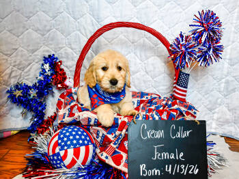 Cream Collar -  Goldendoodle Dog for Sale in Shelbyville, Tennessee - Cream Collar | PetCurious