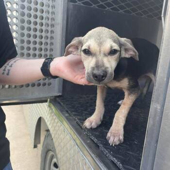 Stitch -  Mixed Breed Dog for Adoption in Dickinson, Texas - Stitch | PetCurious