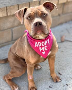 Louis (aka Cali Boy) -  American Staffordshire Terrier Dog for Adoption in Los Angeles, California - Louis (aka Cali Boy) | PetCurious