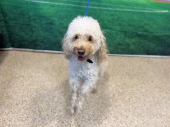 Poodle Dogs Available for Adoption in Doral, Florida - POCHO | PetCurious