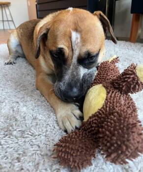 Woody -  Terrier and Boxer Dog for Adoption in Irwin, Pennsylvania - Woody | PetCurious