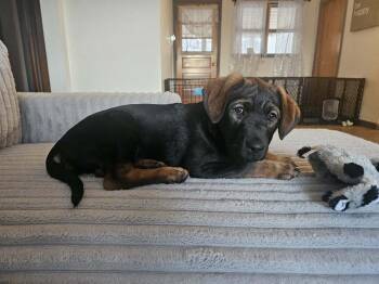 Labrador Retriever and Shepherd Dogs Available for Adoption - Maddie | PetCurious