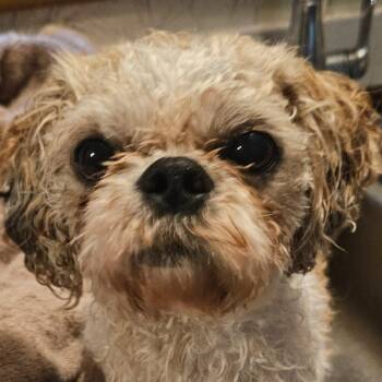 Little Man -  Maltese and Shih Tzu Dog for Adoption in Belfair, Washington - Little Man | PetCurious