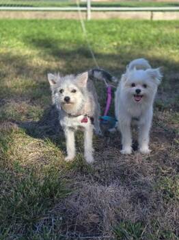 Molly -  Pomeranian and Maltipoo Dog for Adoption in Lafayette, California - Molly | PetCurious