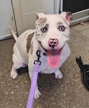 Pit Bull Terrier and Terrier Dogs Available for Adoption - Trixie2 | PetCurious