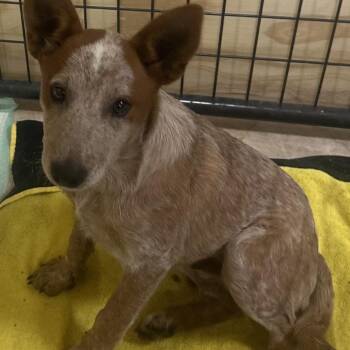 Cattle Dog Dogs Available for Adoption in San Saba, Texas - Rusty | PetCurious