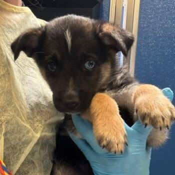 Harry -  Mixed Breed Dog for Adoption in Murray, Utah - Harry | PetCurious