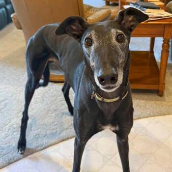 Jagger -  Greyhound Dog for Adoption in Goshen, Indiana - Jagger | PetCurious