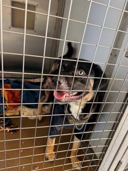 KODI -  Pit Bull Terrier and Siberian Husky Dog for Adoption in San Jose, California - KODI | PetCurious