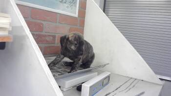 A2079412 -  Staffordshire Bull Terrier and Mixed Breed Dog for Adoption in Houston, Texas - A2079412 | PetCurious