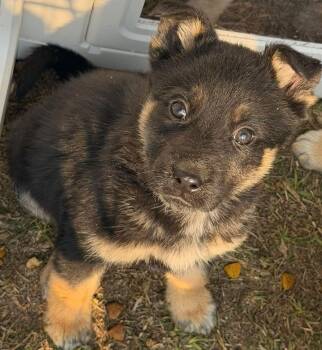 German Shepherd Dog Dogs Available for Adoption - Tyson | PetCurious