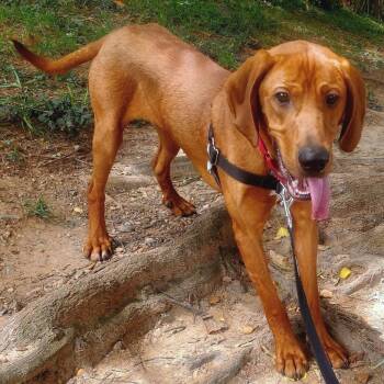 Red -  Hound and Mixed Breed Dog for Adoption in Falls Church, Virginia - Red | PetCurious