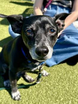 Mixed Breed Dogs Available for Adoption in Wichita, Kansas - Harley | PetCurious