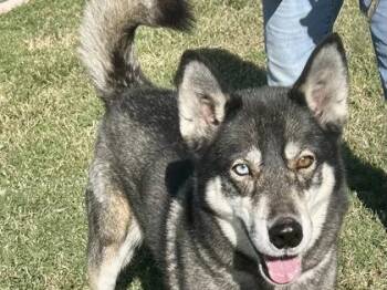 Rescue Mixed Breed Dogs for Adoption in Georgetown, Texas - Koda | PetCurious