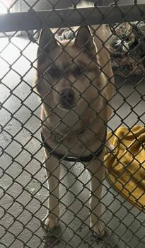 Seth -  Husky Dog for Adoption in Mendham, New Jersey - Seth | PetCurious