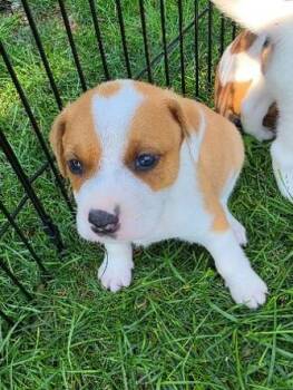 ARRBY -  Hound and Mixed Breed Dog for Adoption in Leesburg, Virginia - ARRBY | PetCurious