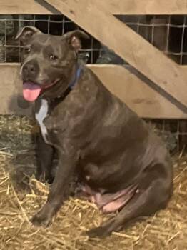 Gracie -  Pit Bull Terrier and Mixed Breed Dog for Adoption in Fishers, Indiana - Gracie | PetCurious