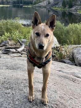 Revy -  Australian Cattle Dog Blue Heeler Dog for Adoption in Boise, Idaho - Revy | PetCurious