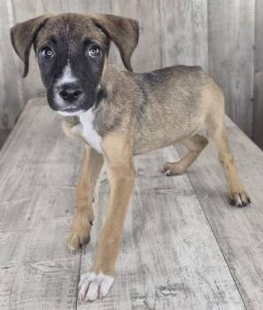 Sassafras -  Mixed Breed Dog for Adoption in Shreveport, Louisiana - Sassafras | PetCurious