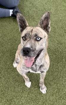Skye -  American Staffordshire Terrier and Mixed Breed Dog Available for Adoption in Daphne, Alabama - Skye | PetCurious