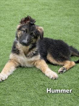 German Shepherd Dog and Great Pyrenees Dogs Available for Adoption in Lucas, Texas - Hummer  | PetCurious