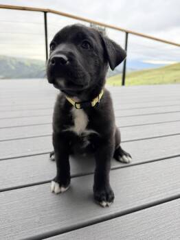 German Shepherd Dog and Pit Bull Terrier Dogs Available for Adoption in Pleasant Hill, California - Kawasaki | PetCurious