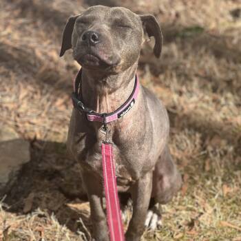 Bliss -  Terrier Dog for Adoption in Cornelius, North Carolina - Bliss | PetCurious