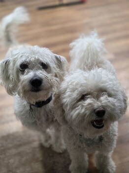 Rescue Bichon Frise Dogs for Adoption in Oxford, Michigan - Echo And Motis *BONDED PAIR* | PetCurious