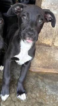 Patches -  Black Labrador Retriever and American Staffordshire Terrier Dog for Adoption in Munfordville, Kentucky - Patches | PetCurious