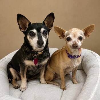 Diego 54467 -  Chihuahua Dog for Adoption in Las Vegas, Nevada - Diego 54467 | PetCurious