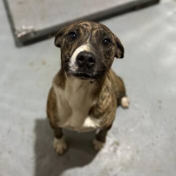 Milo -  Terrier and Mixed Breed Dog for Adoption in Falls Church, Virginia - Milo | PetCurious
