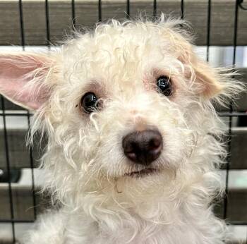 Rescue Jack Russell Terrier and Chihuahua Dogs for Adoption in Ladson, South Carolina - Bryan (female) | PetCurious