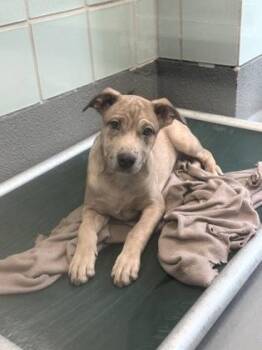 Bull Terrier and Mixed Breed Dogs Available for Adoption - Shania | PetCurious