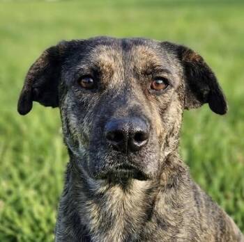 Plott Hound and Pit Bull Terrier Dogs Available for Adoption in Cumming, Georgia - Kassie | PetCurious