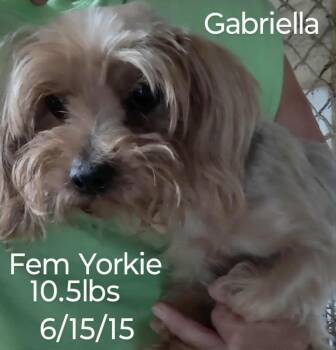 Rescue Yorkshire Terrier Dogs for Adoption in Waunakee, Wisconsin - Gabriella | PetCurious