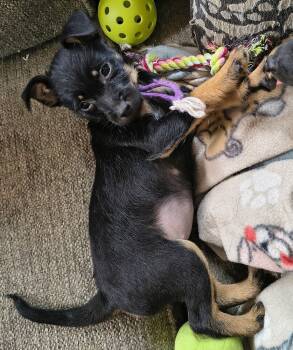 Rescue Chihuahua Dogs for Adoption in Plymouth, Michigan - Emerald | PetCurious