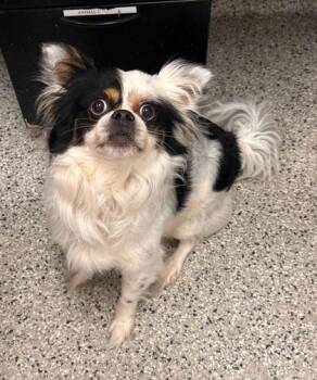 Bernard -  Mixed Breed Dog for Adoption in Kansas City, Missouri - Bernard | PetCurious