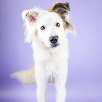 Guiness -  Border Collie and Mixed Breed Dog for Adoption in Portland, Oregon - Guiness | PetCurious